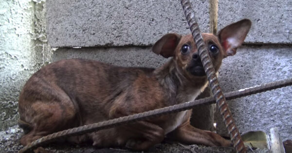 Dog Was Used For Breeding And No Longer Wanted And Abandoned On The Streets