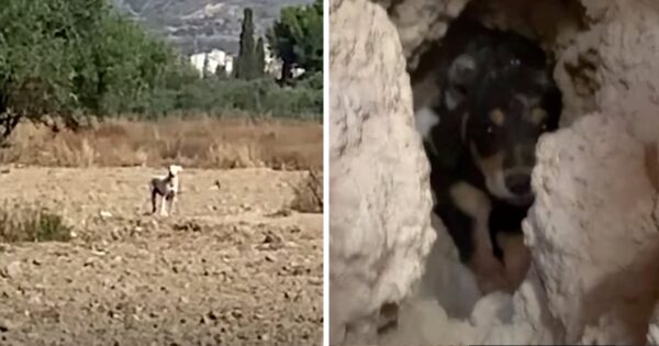 Dog Watched From Afar As They Went For Her Puppies She Buried In The Ground