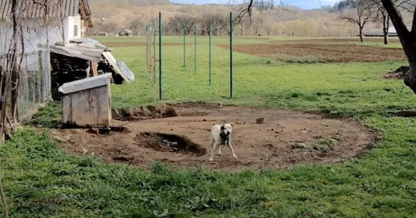 Dog Who Lived On A Heavy Chain His Whole Life Grabs Rescuer’s Hand