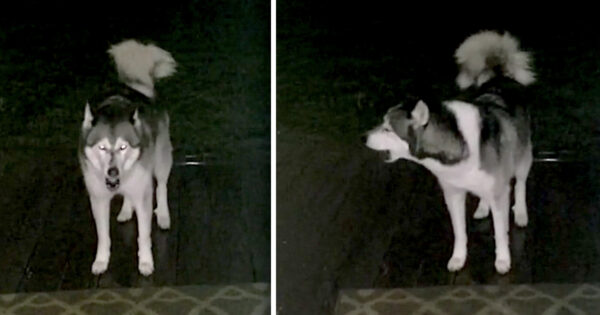 Dog Who Loves The Rain Hilariously Refuses To Come Back Inside