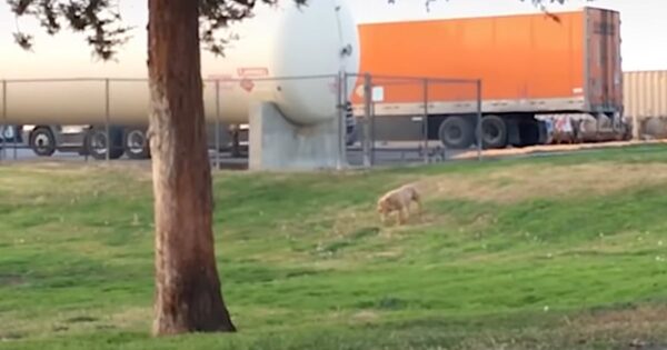 Dog Who Spent 5 Months At A Truck Stop Kept Running From His Rescuer