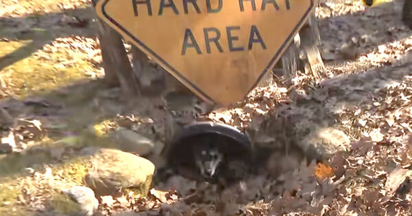 Dog Who Was Adopted And Returned 5 Times Becomes A Hero And Movie Star