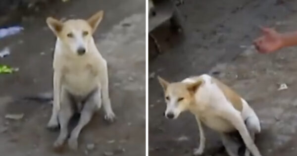 Dog Who Was Sitting Funny Didn’t Trust Anyone Trying To Touch Him