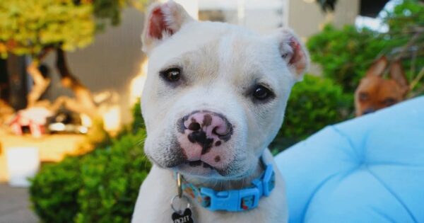 Dog Who Was Treated Like Trash Is Now Someone’s Treasure