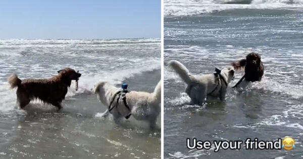 Dog Who’s Scared Of Fetching In The Waves Has A Friend For That
