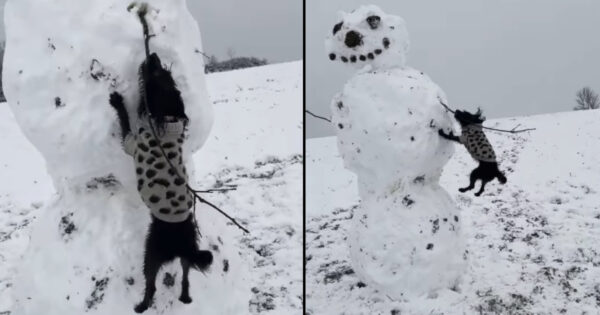 Dog With An Eye For Sticks Goes After Large Snowman’s ‘Arm’