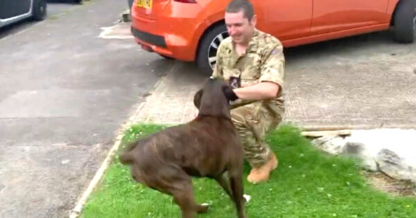 Dog With Cancer Is Reunited With His Military Dad