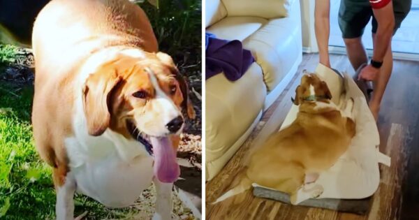 Dog’s Elderly Owner Always Fed Him Ice Cream, And His Knees Gave Out