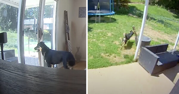 Dog’s Great Escape Is Caught On House’s Indoor And Outdoor Cameras
