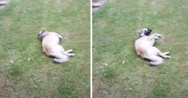 Dog’s Lying In The Yard When She Gets The Strange Feeling She’s Being Watched