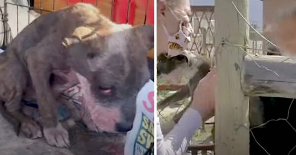 Dog’s Owner No Longer Wanted Her, And It Was Obvious