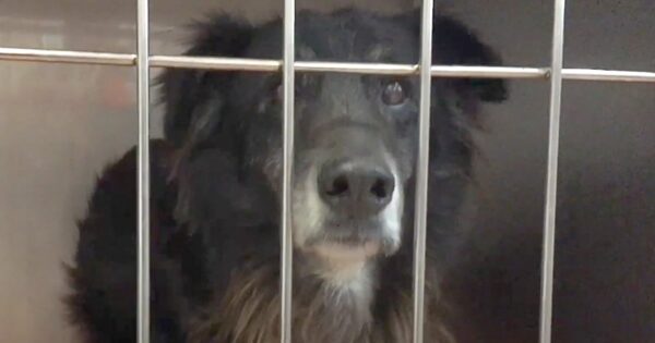 Dog’s Owner Passed Away, So He Was Given To The Housekeeper Who Didn’t Want Him