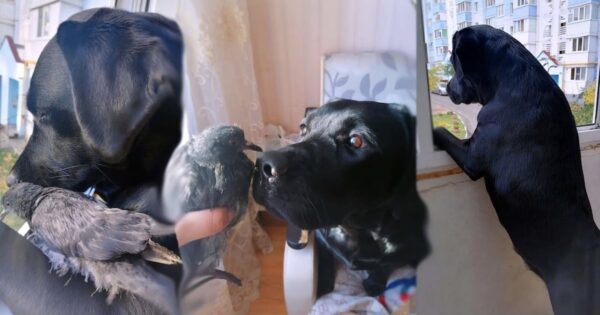 Dog’s Standing In The Window When A Bird Flies In The House