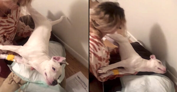 Dog’s Stiff, Lifeless Body Rushed To The Back When Owner Gives Her Up To The Vet