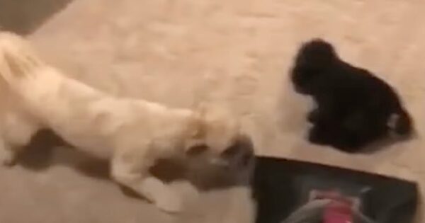 Dog’s Teddy Bear Is In Direct Path Of The Vacuum, But His Sister Saves The Day