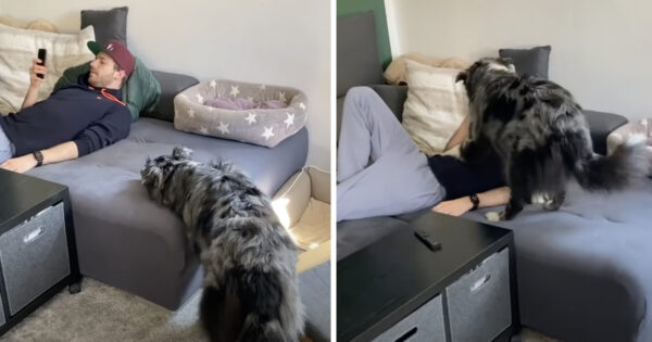 Dog’s Tired Of Dad Being On His Phone And Ignoring Him, Takes Care Of It