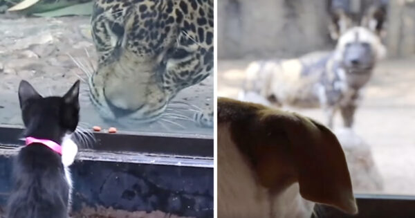 Dogs And Cats Go To The Zoo To See Their Big Cousins