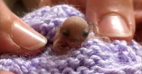 Dogs Find A Tiny Creature Lying In The Dirt And Alert Their Human