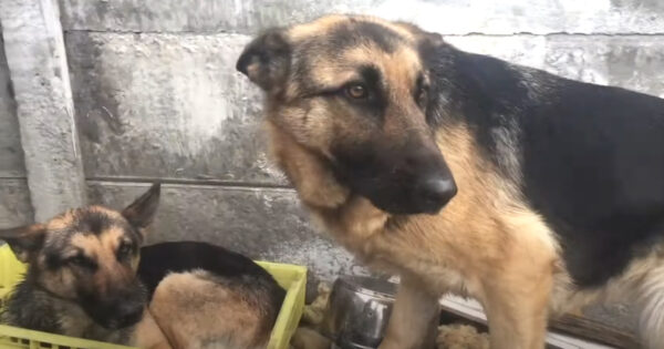 Dogs Given Away For Free When Their Owners Moved Weren’t Cared For