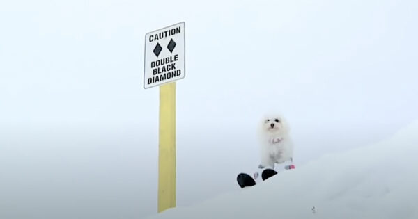 Dogs Hit The Slopes On A Ski Trip That Could’ve Used Some More Planning