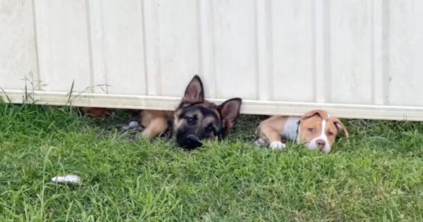 Dogs Next Door Greet The New Neighbors Before A Third Friend Pops In To Say Hi