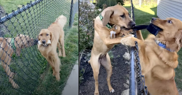 Dogs Only Visited Through The Fence Until The Day The Neighbor Opened The Gate
