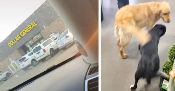 Dogs Sneak Away From Home To Hit Up The Dollar Store For Toys