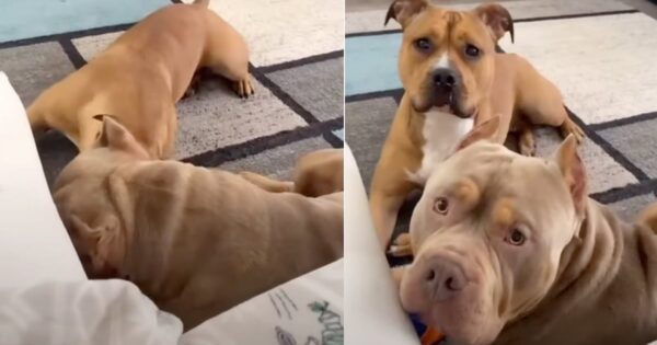 Dogs Stop And Give Owner Full Attention When She Whispers The ‘P’ Word