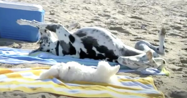 Dogs Take To The Beach To Show Fun In The Sun Isn’t Reserved For Humans