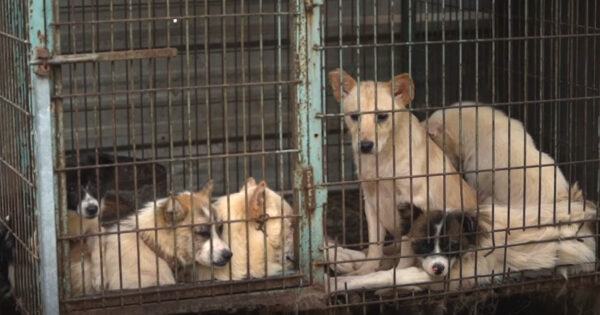 Dogs Taken From Despicable Existence Learn How Good Life Can Be