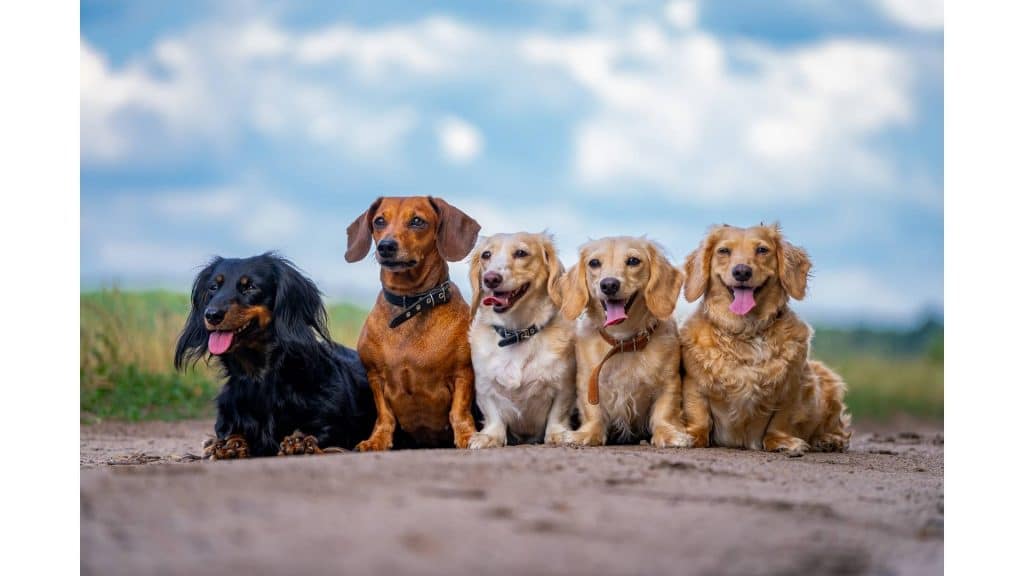 different dog breeds