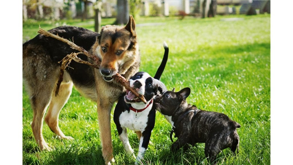 Three dogs playing in park