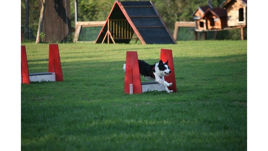 Dog doing some physical activity
