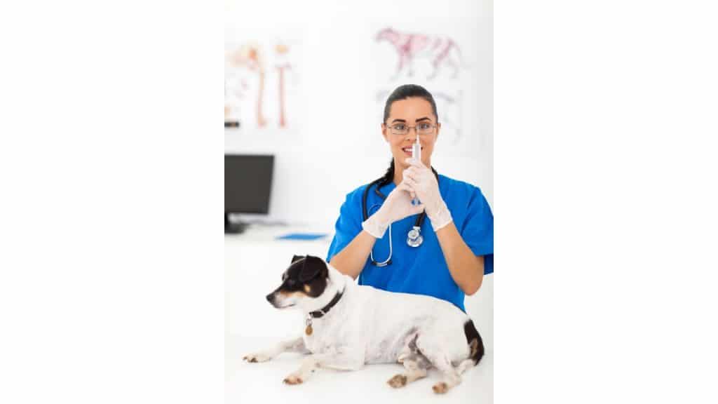 Veterinarian vaccinating a dog