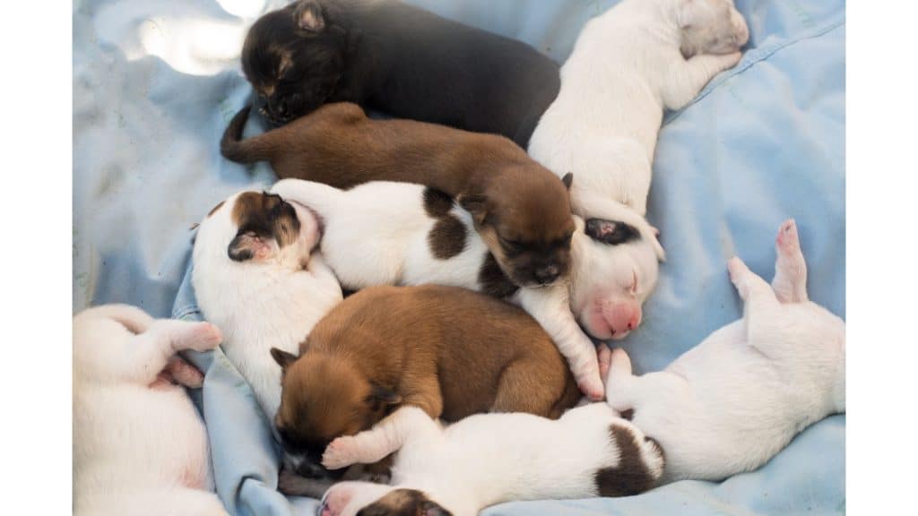 Puppies sleeping