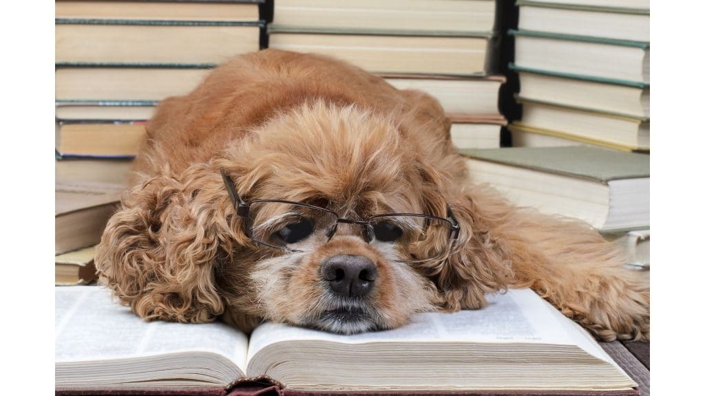 aged dog wearing glass