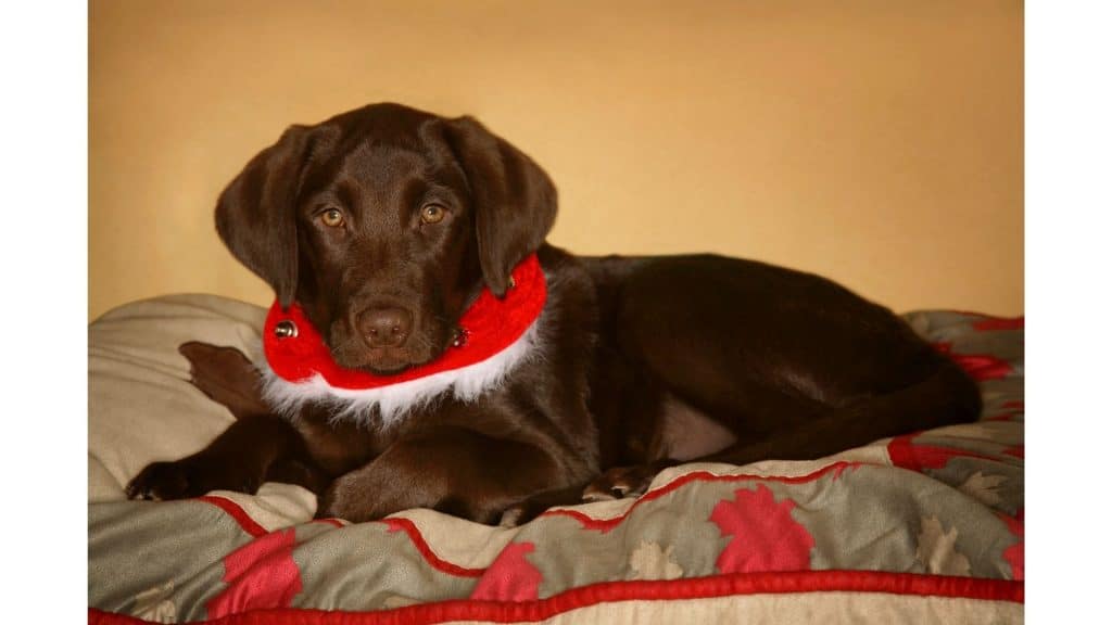 Dog on the bed wearing a collar