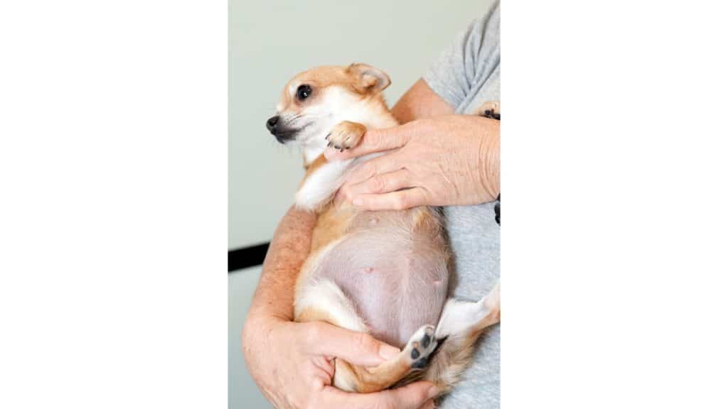 Pregnant dog