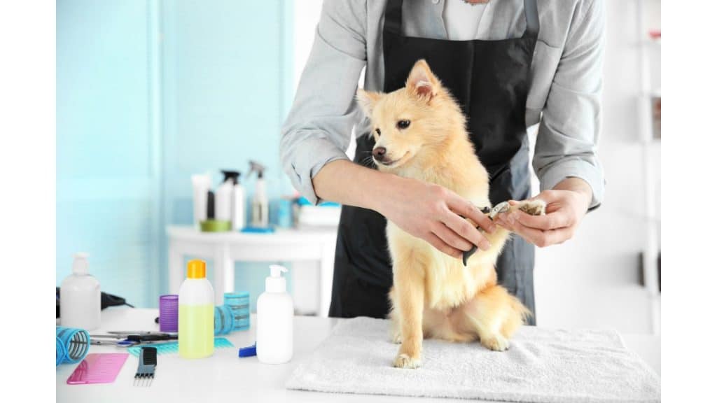 Dog grooming in salon