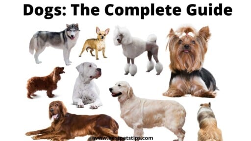 Dogs: The Complete Guide to Caring For Dogs