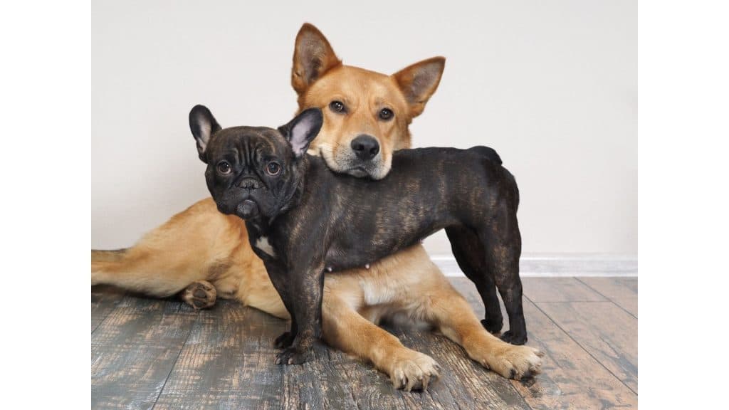 small and big dog together posing