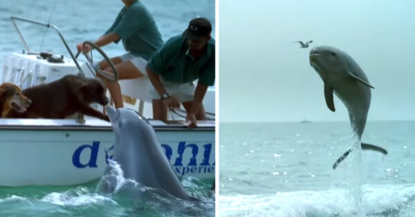 Dolphin Jumps Up To Kiss The Dog Then Does A Little Happy Dance
