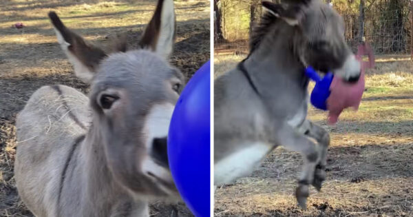 Donkey Gets A Ball For Christmas And Has To Break It In