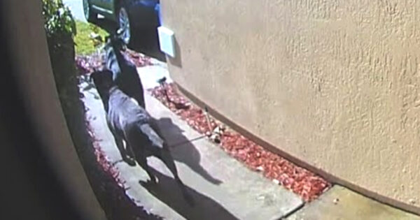 Doorbell Cam Captures Loyal Dogs Running To Get Help For Their Owner