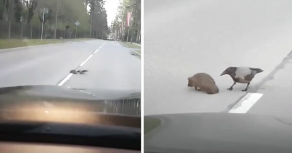 Driver Slows To Watch A Crow Help A Hedgehog Cross The Road Safely