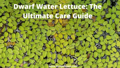 Dwarf Water Lettuce: The Ultimate Care Guide