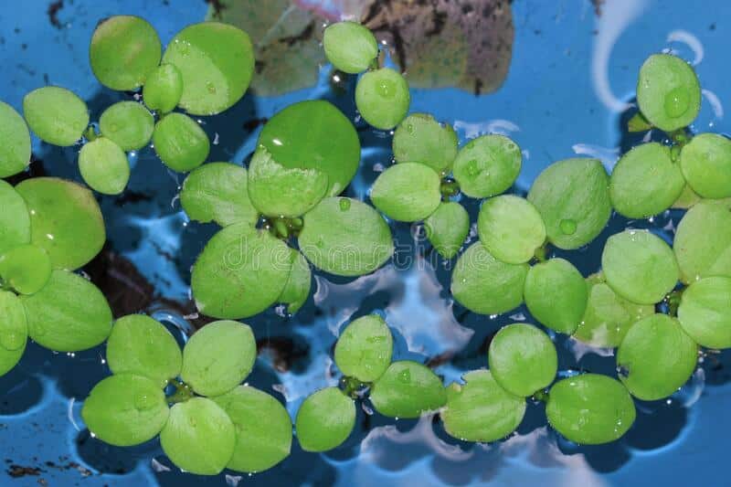 Dwarf water lettuce leaves