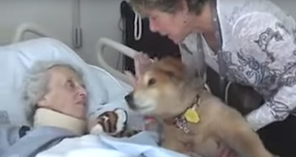 Dying Woman Holds Him Close In One Of The Most Special Moments Of This Therapy Dog’s Life