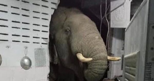 Elephant Breaks Through The Wall To Look For Something Good To Eat