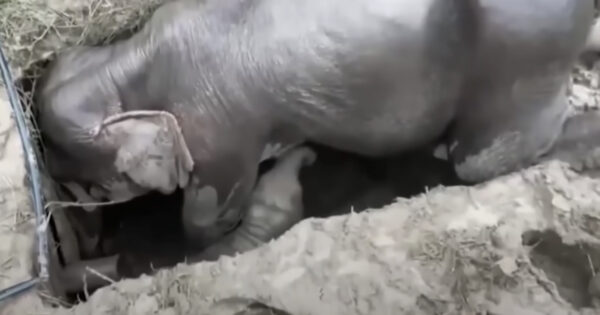 Elephant Calf Gets Stuck In A Ditch, Then Mama Falls In Too